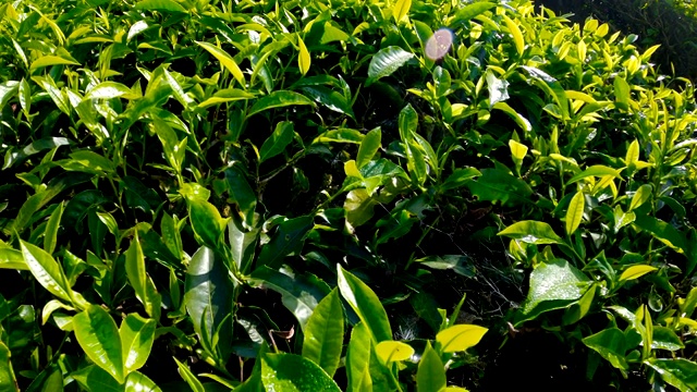 新鲜的绿茶叶子。视频素材
