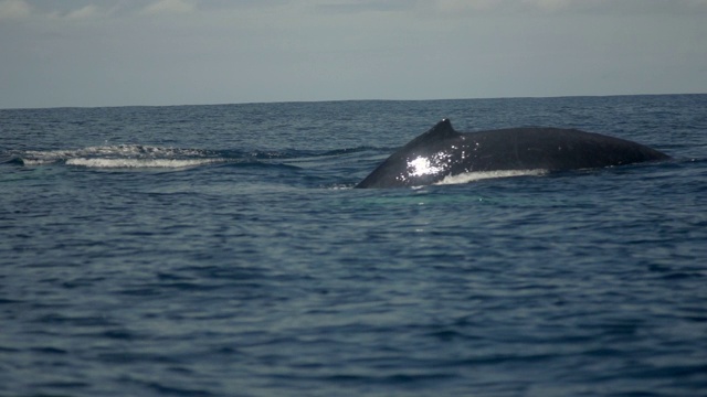 座头鲸在水面呼吸和游泳(慢镜头)视频素材
