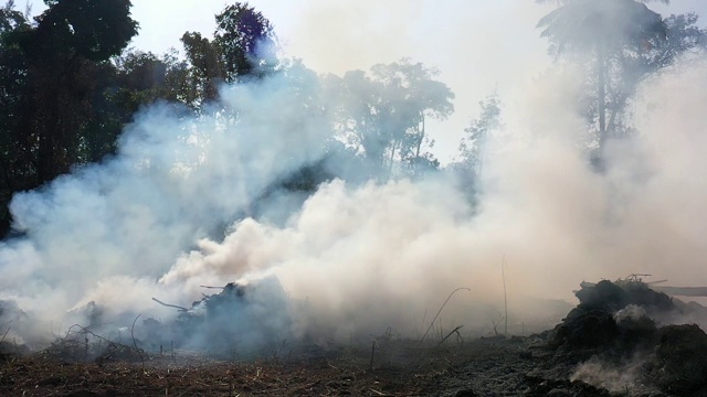 慢镜头烟雾从森林大火视频下载
