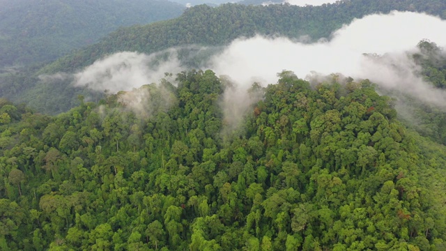 热带雨林和云视频下载