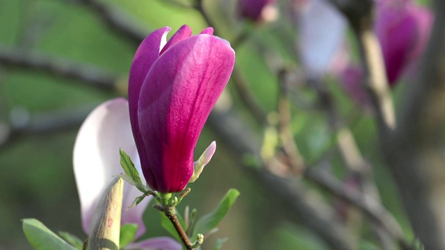 紫玉兰春天开花视频素材