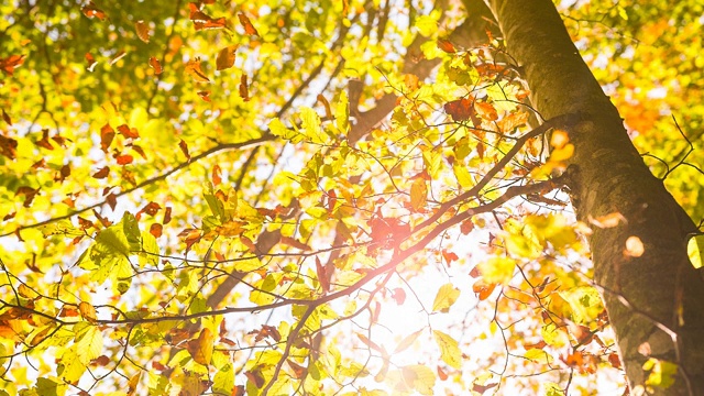 五颜六色的秋叶从树上飘落视频下载