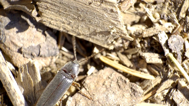 一只黑甲虫在地上的木刻上爬行视频素材