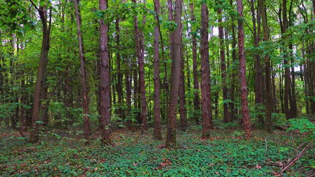 森林里有绿色的树木。早晨在树林中放松。视频素材