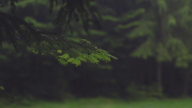 云杉枝的闭合，下雨。视频素材