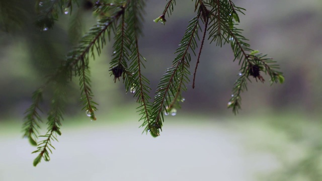 雨滴落在松树树枝上。视频素材