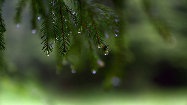 雨滴落在松树树枝上。视频素材