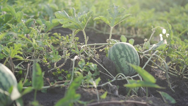 西瓜生长和美丽的光在农场。视频素材