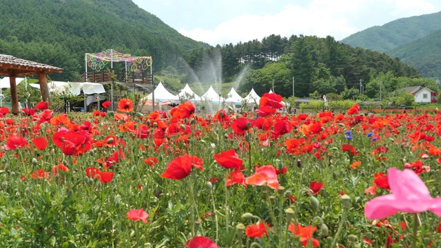 韩国江原道元州寺龙雪果罂粟花节上的罂粟花视频下载