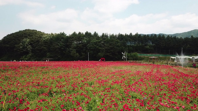韩国江原道元州寺龙雪果罂粟花节上的罂粟花视频素材