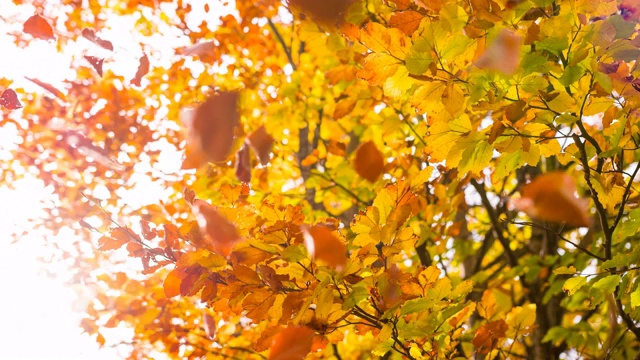美丽的五彩秋树视频素材