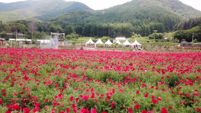 韩国江原道元州寺龙雪果罂粟花节上的罂粟花视频素材