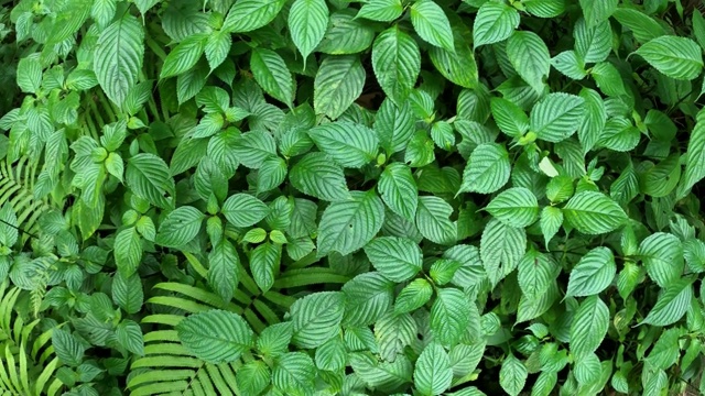 热带雨林中的绿叶植物和蕨类植物视频下载