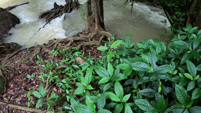 雨林中的瀑布和小溪视频素材
