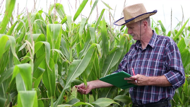 一个农民站在玉米地里写作视频素材
