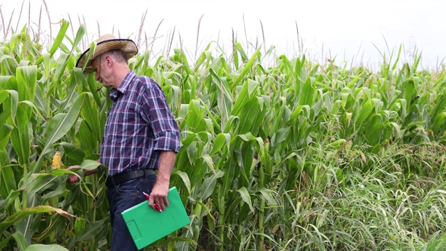 农业专家检验成熟玉米质量视频素材