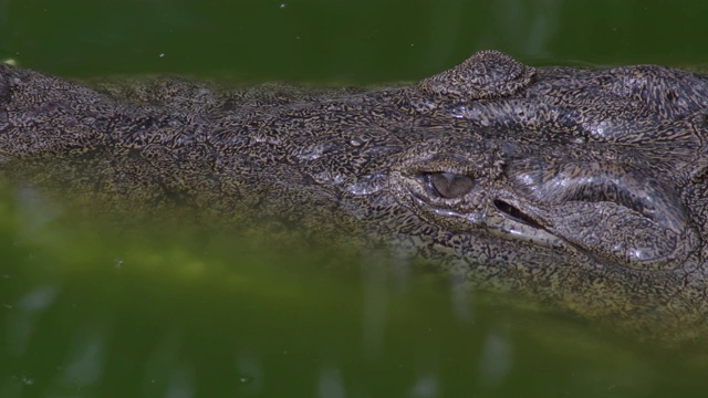 鳄鱼头漂浮在自然公园的河里视频素材