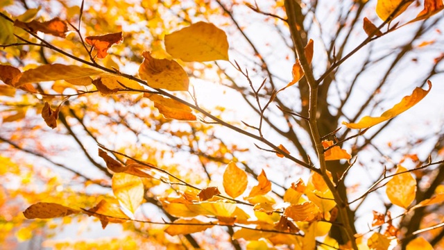 秋天，树枝上五颜六色的叶子在风中飞舞视频下载