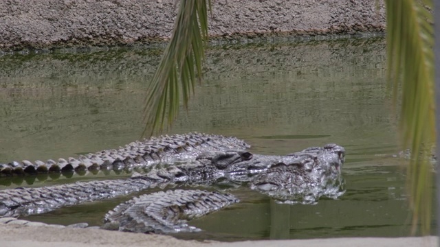鳄鱼在动物园的河里自然公园视频素材