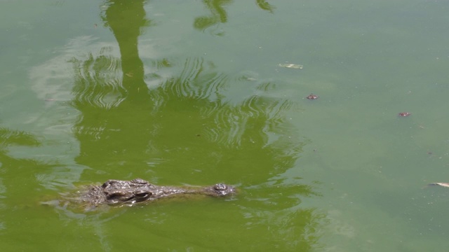 鳄鱼在河里半沉半潜视频素材
