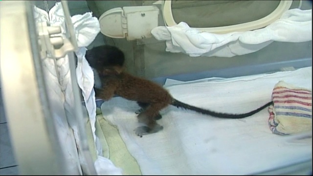 孵化器里的小猴子视频下载