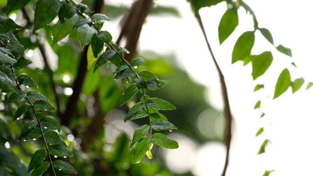 雨落在绿叶和树木上，树叶在风雨中慢慢移动视频素材