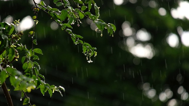 雨落在绿叶和树木上，树叶在风雨中慢慢移动视频素材