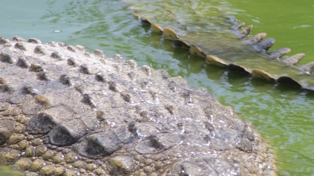 鳄鱼半淹在一条自然公园的河里游泳视频素材