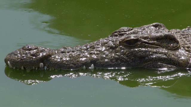 鳄鱼的头半沉在动物园的河里视频素材