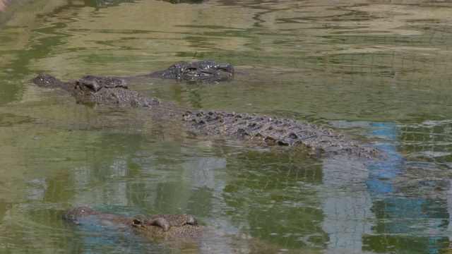 鳄鱼的一半淹没在动物园自然公园的河里视频素材