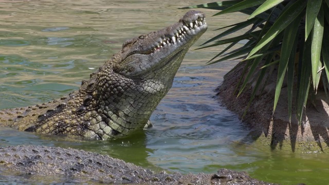 饥饿的鳄鱼在河里吃东西视频下载