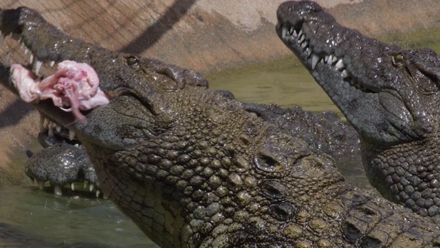 自然公园里的鳄鱼在河里吃东西视频素材