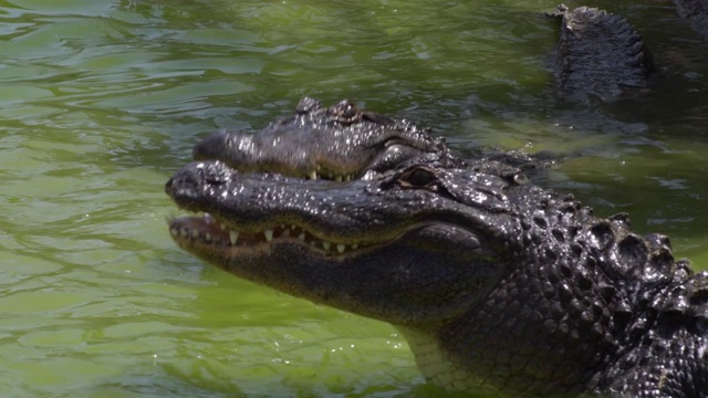 饥饿的鳄鱼在河里吃东西视频素材