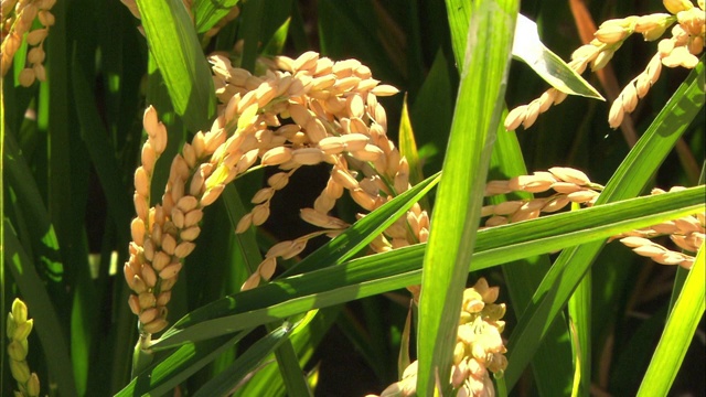 西班牙瓦伦西亚地区CU稻田视频下载