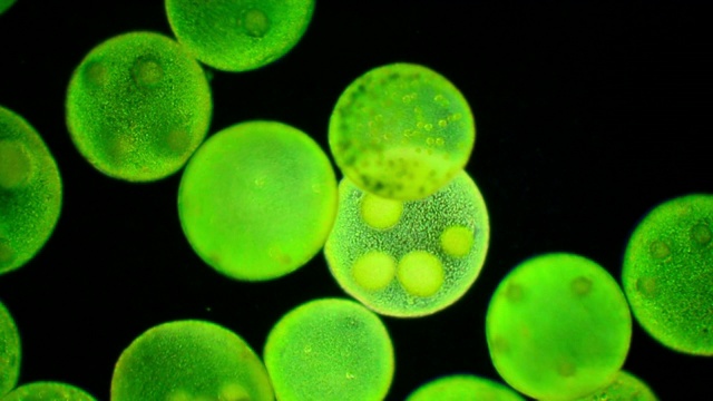 团藻细胞的显微照片视频下载