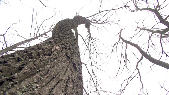 冬天的树顶视频下载