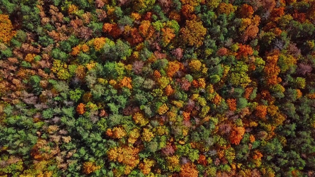 头顶鸟瞰图顶部的五彩缤纷的秋天森林背景视频素材