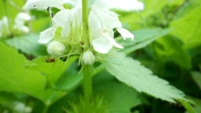 白色的花朵上有一些红色的蚂蚁视频素材