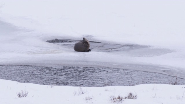 黄石公园冬季拍摄的一对水獭面对镜头视频素材