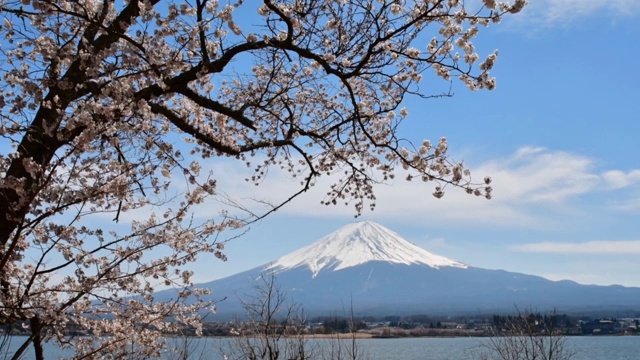 川口湖上的樱花盛开季节，积雪覆盖的富士山视频素材