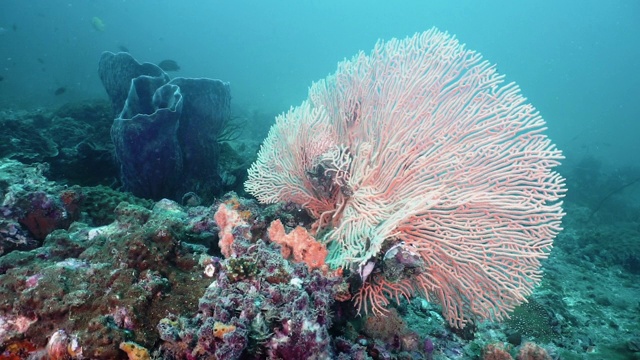 大柳珊瑚海扇珊瑚水下珊瑚礁视频素材