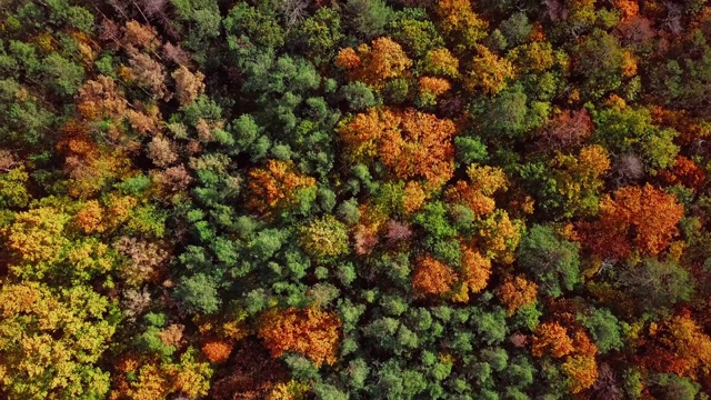 头顶鸟瞰图顶部的五彩缤纷的秋天森林背景视频素材