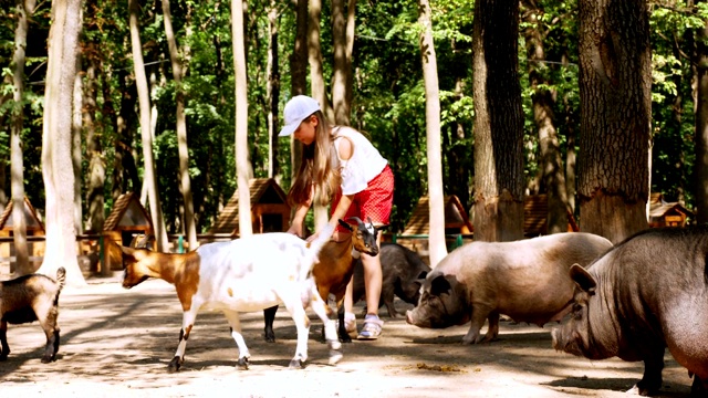 孩子，女孩抚摸小山羊，在宠物动物园或在农场。站在各种山羊和小猪中间。女孩很高兴视频下载