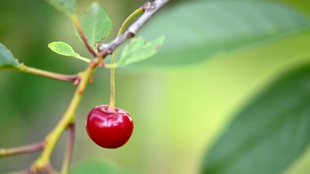 成熟的红樱桃浆果背景视频素材