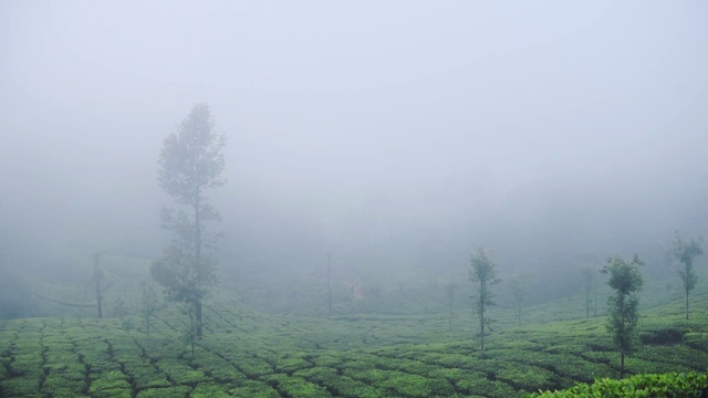 在印度喀拉拉邦芒纳山上的一个巨大的茶园。采用针视频素材