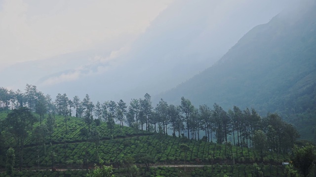 在一个雾蒙蒙的早晨，印度穆纳尔的茶园山景视频素材