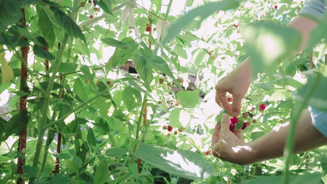 女人的手在收集树莓。视频素材