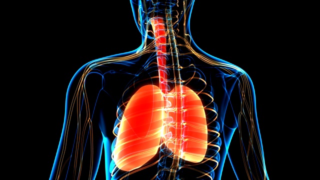 人体呼吸系统肺解剖动画概念视频下载