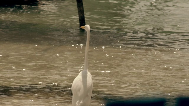 大白鹭站在水里视频素材