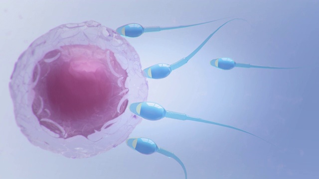精子与卵子视频下载